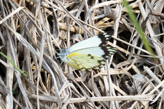 Belenois creona severina