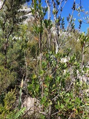 Laurophyllus capensis