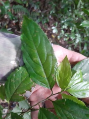 Casearia catharinensis