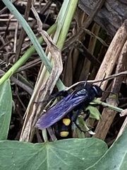 Pygodasis quadrimaculata