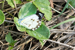 Belenois creona severina