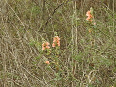 Sphaeralcea bonariensis