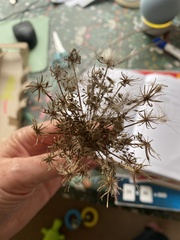 Heracleum mantegazzianum