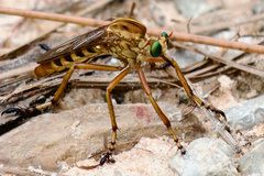 Diogmites crudelis