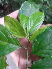 Casearia catharinensis