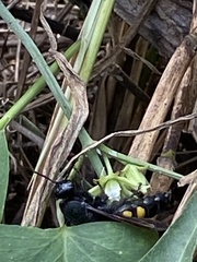 Pygodasis quadrimaculata