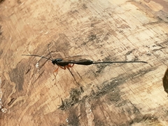 Dolichomitus imperator