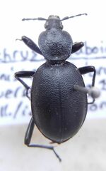 Cychrus caraboides