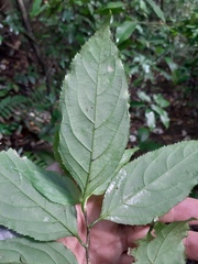 Casearia catharinensis