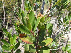 Laurophyllus capensis