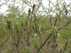 Buddleja stachyoides