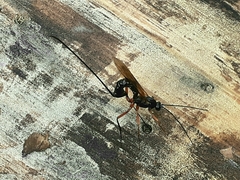 Dolichomitus imperator