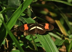 Heliconiinae