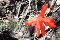 Erica cerinthoides