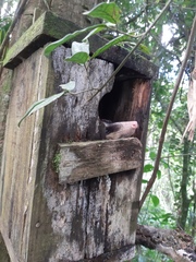 Didelphis albiventris