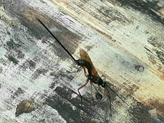 Dolichomitus imperator