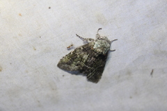 Macrurocampa marthesia