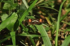 Heliconiinae