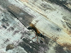 Dolichomitus imperator