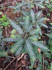 Phyllanthus niruri