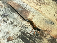 Dolichomitus imperator