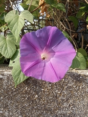 Ipomoea indica