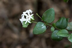 Carissa bispinosa