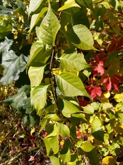 Celastrus orbiculatus