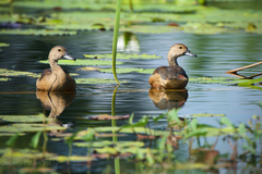 Dendrocygna javanica