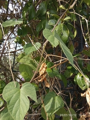 Ipomoea indica