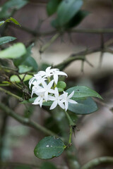Carissa bispinosa