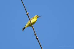 Anthreptes malacensis malacensis