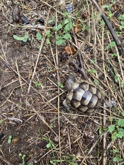 Testudo marginata