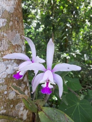Cattleya intermedia
