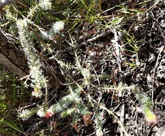 Erica cerinthoides