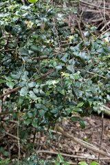 Carissa bispinosa