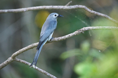 Dicrurus leucophaeus leucogenis