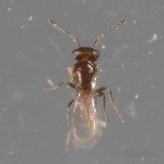 Scelionidae