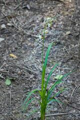 Chlorophytum saundersiae