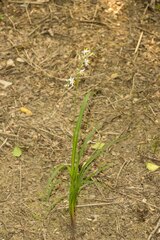 Chlorophytum saundersiae