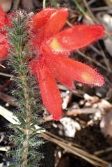 Erica cerinthoides