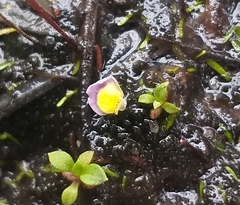 Utricularia bisquamata