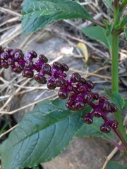 Phytolacca thyrsiflora