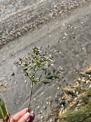 Baccharis halimifolia