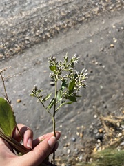 Baccharis halimifolia