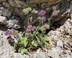 Phacelia brachyantha