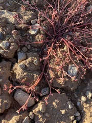Trianthema portulacastrum