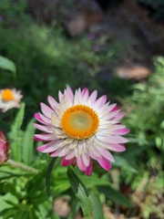 Xerochrysum bracteatum
