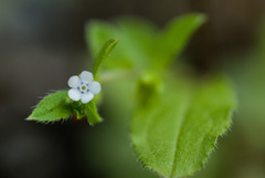 Bothriospermum zeylanicum