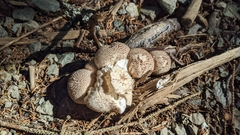 Lycoperdon marginatum